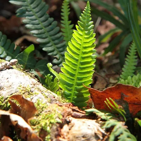 Eco Salvador Hotel 2*