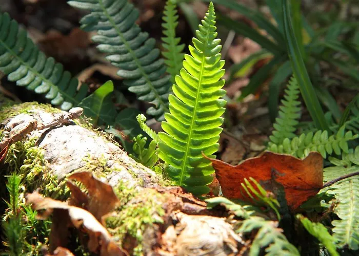 Eco Salvador Hotel 2*